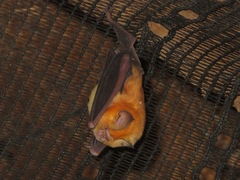 Hipposideros