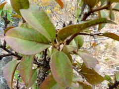 Ximenia caffra caffra