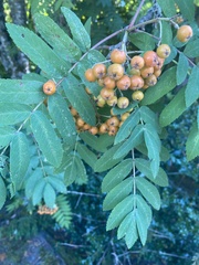 Sorbus aucuparia