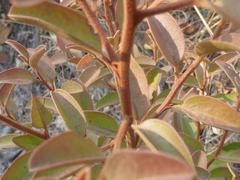 Ximenia caffra caffra