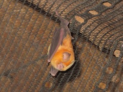 Hipposideros