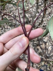 Eucalyptus fibrosa