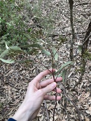 Eucalyptus fibrosa