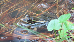 Lithobates lenca