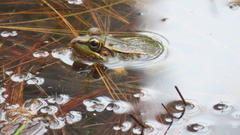 Lithobates lenca