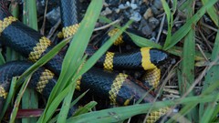 Micrurus tener tener