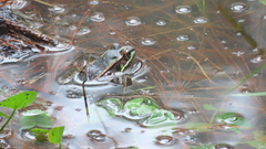 Lithobates lenca