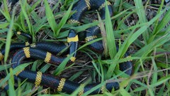 Micrurus tener tener