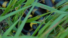 Micrurus tener tener