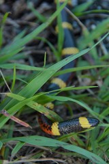 Micrurus tener tener