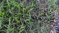 Micrurus tener tener