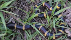 Micrurus tener tener