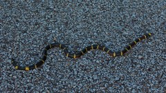 Micrurus tener tener