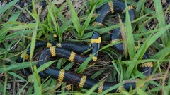 Micrurus tener tener