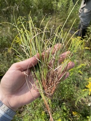 Carex tonsa