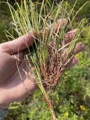 Carex tonsa