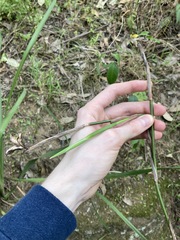 Dietes grandiflora