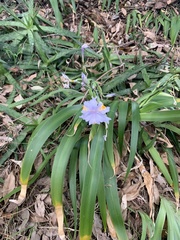 Dietes grandiflora
