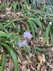 Dietes grandiflora