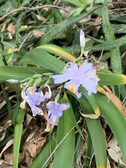 Dietes grandiflora