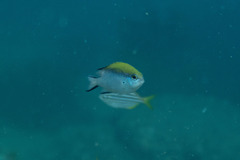 Chromis nitida