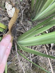 Dietes grandiflora