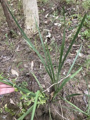 Dietes grandiflora