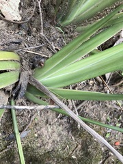 Dietes grandiflora