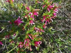 Epacris calvertiana versicolor