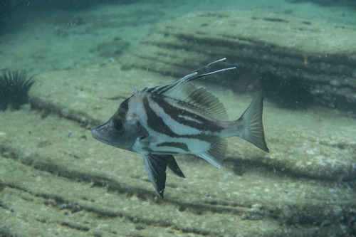 Boarfish (Paristiopterus labiosus) — Pentacerotidae — 4