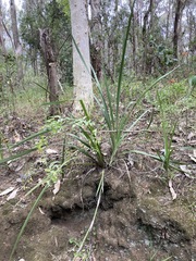 Dietes grandiflora