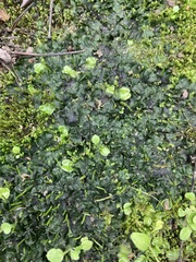 Phaeoceros carolinianus