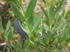 Cyclopia subternata subternata