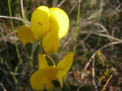 Cyclopia subternata subternata
