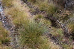 Schoenus neovillosus