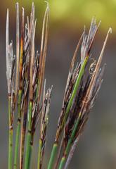 Schoenus neovillosus