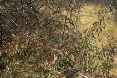Ximenia