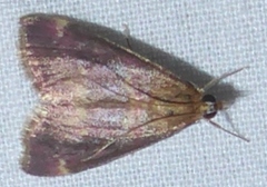 Pyrausta atropurpuralis