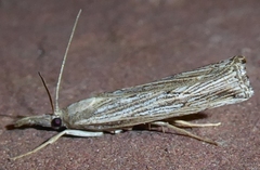 Agriphila attenuatus