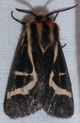 Apantesis f-pallida