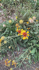 Gaillardia