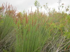 Elegia thyrsoidea