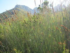 Elegia thyrsoidea