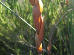 Elegia thyrsoidea