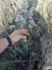 Limonium gmelinii
