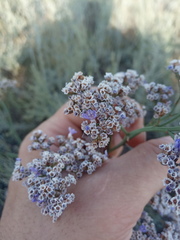 Limonium gmelinii