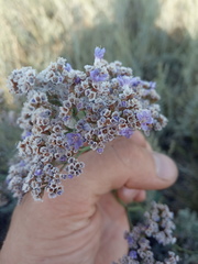 Limonium gmelinii