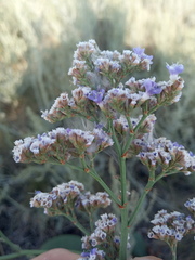 Limonium gmelinii