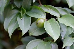 Strychnos angustiflora
