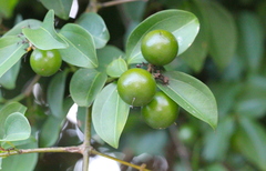 Strychnos angustiflora